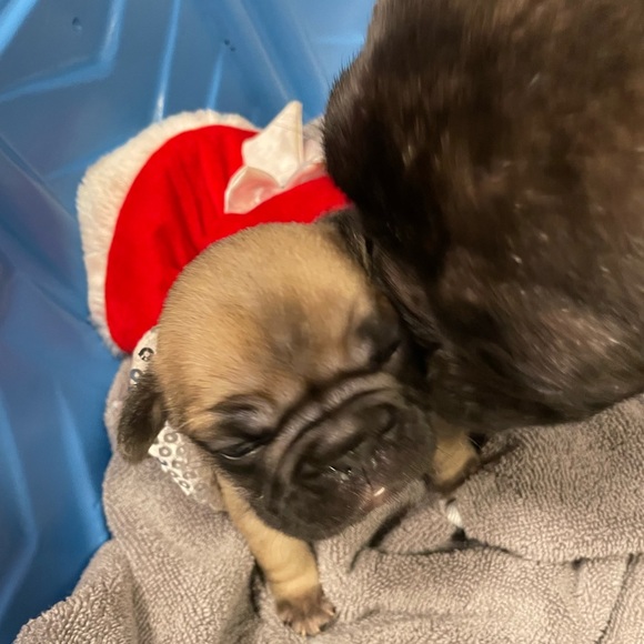 Holiday mrs Claus for cat or dog xxsmall bling collar and hat Christmas - Picture 4 of 7